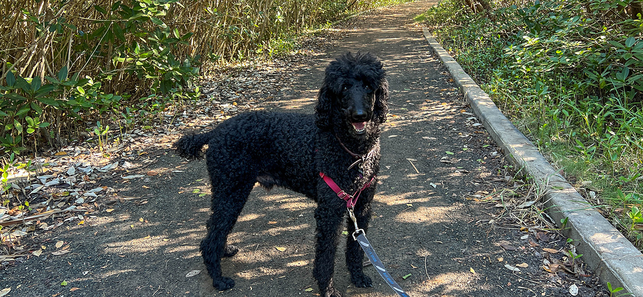 Poodle on a walk at the Hugh Taylor Birch Park.