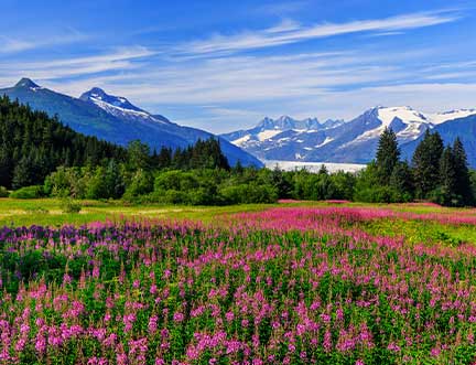 flower field and mountain range