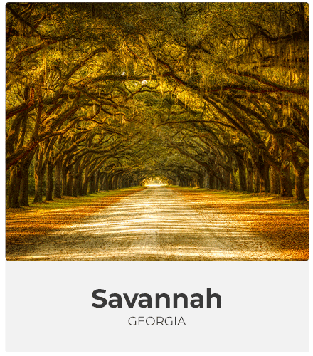 savannah in the fall. Willow tree scene