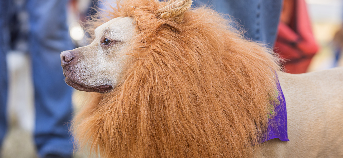 Dog in Halloween Parade