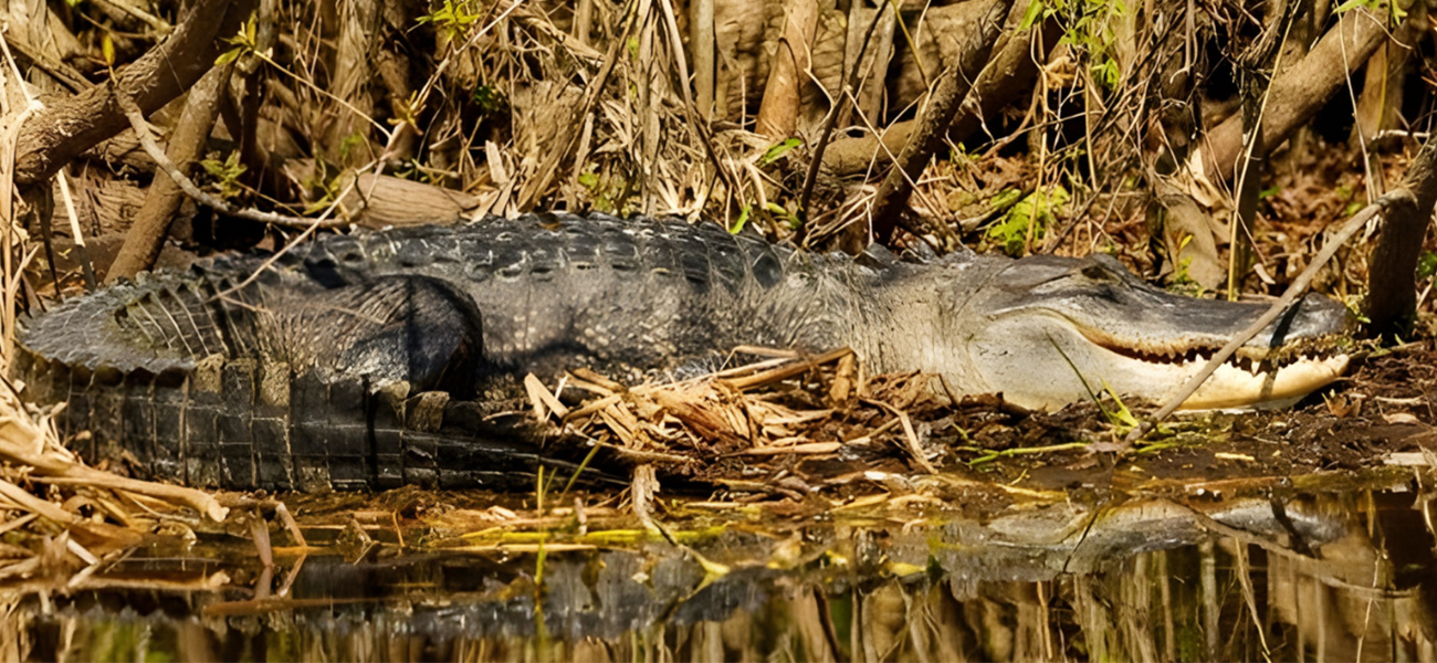 Alligator basking in the sun in Lake Apopka