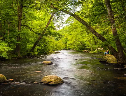 River running through a forest