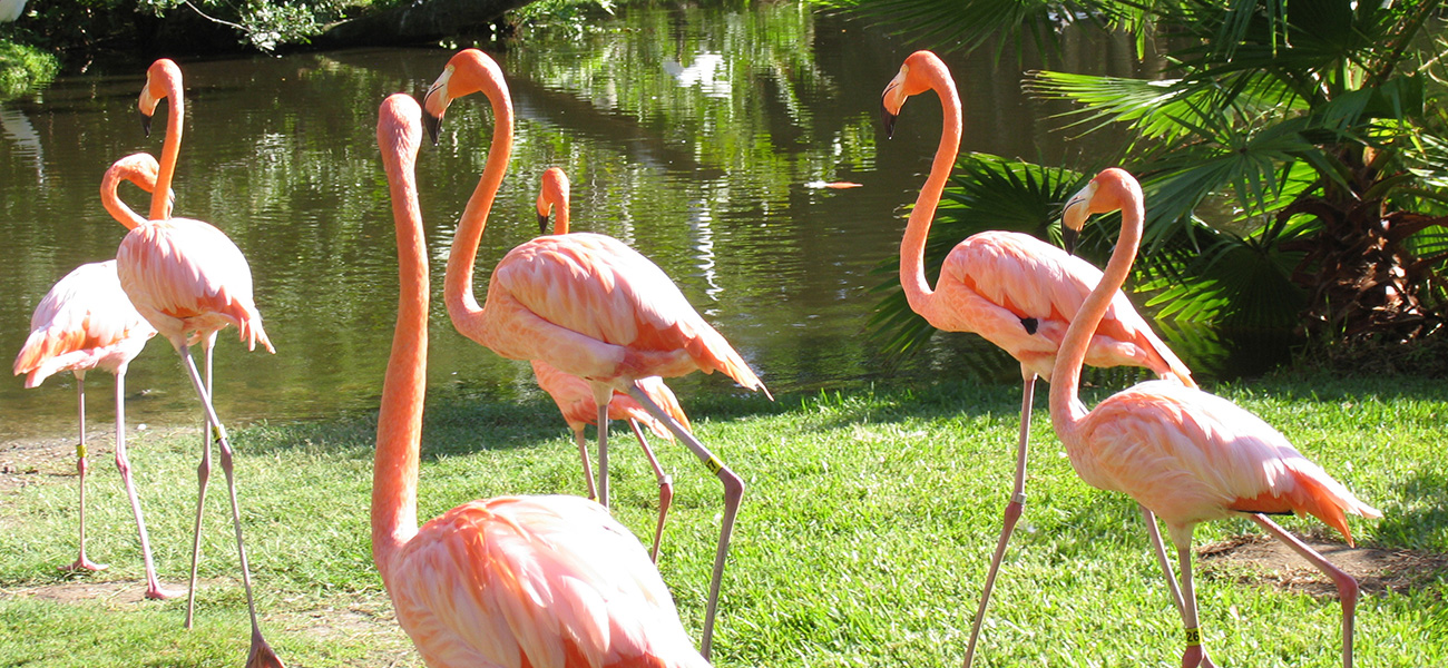 Flock of flamingos at wildlife sanctuary.