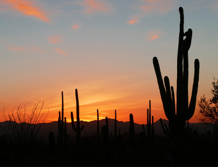 Desert image in Tucson, AZ