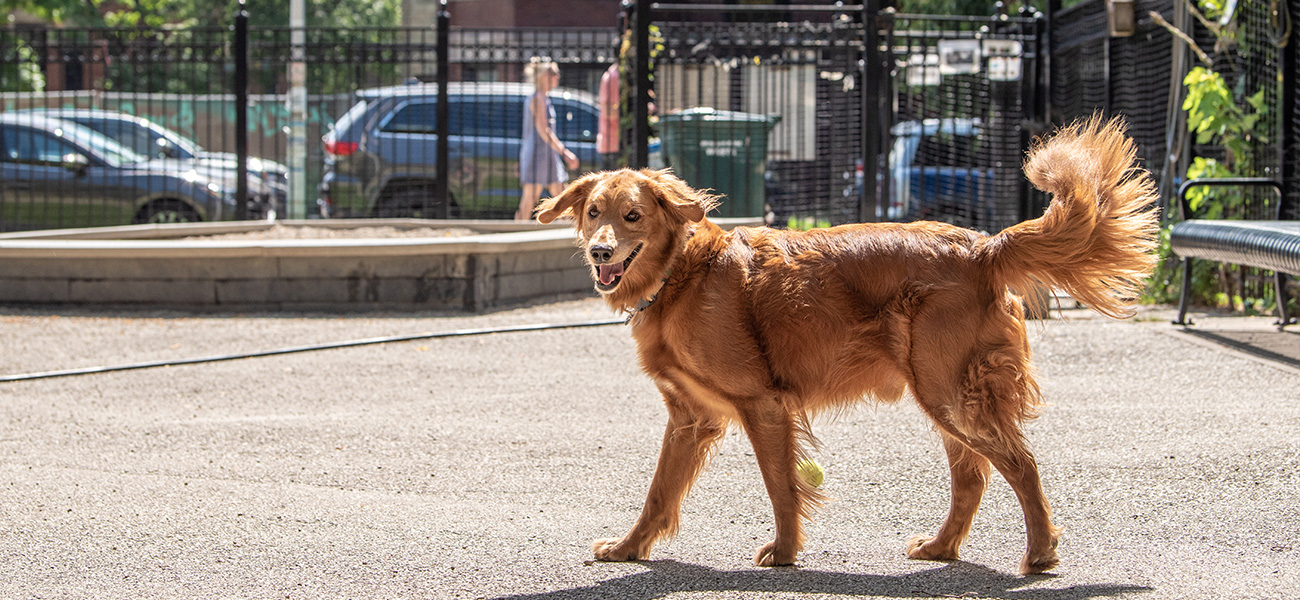 Dog walking in neighborhood