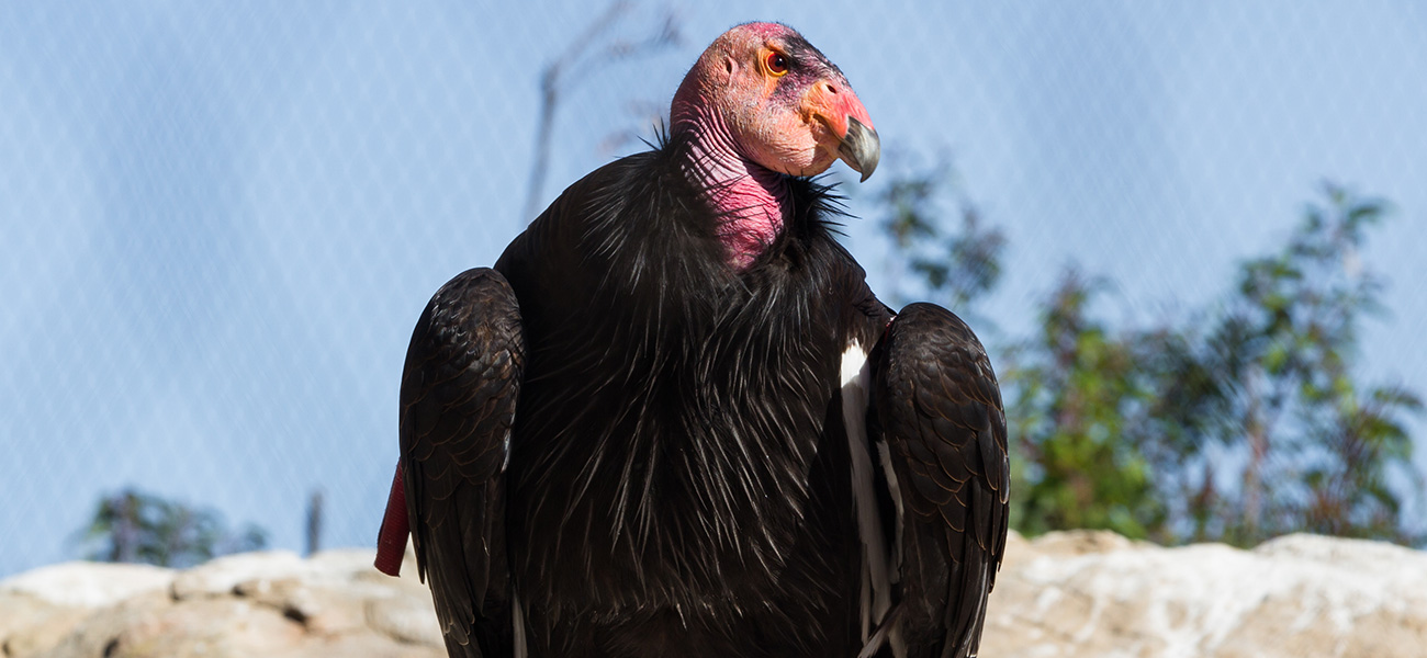California condor bird